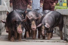 Свинья Kurobuta - дело сельского хозяйства свинeй Â внутри ослабляет время стоковые изображения rf Свинья Kurobuta - дело сельского хозяйства свинeй Â внутри ослабляет время стоковые изображения rf